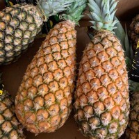 Ananas Pain de sucre petite pièce ( entre 500g et 750 g)