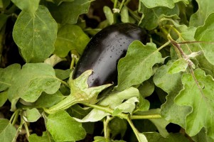 Feuille d'aubergine grosse botte