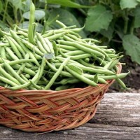 Haricot vert premier choix