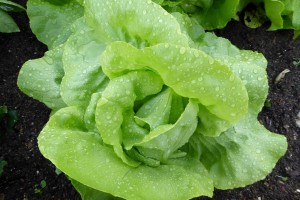 Laitue ou feuilles de salade